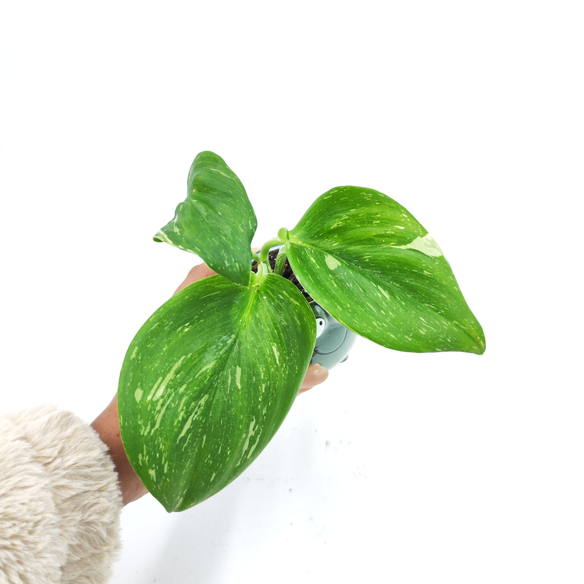 Scindapsus Rubicon Variegated - monjungle