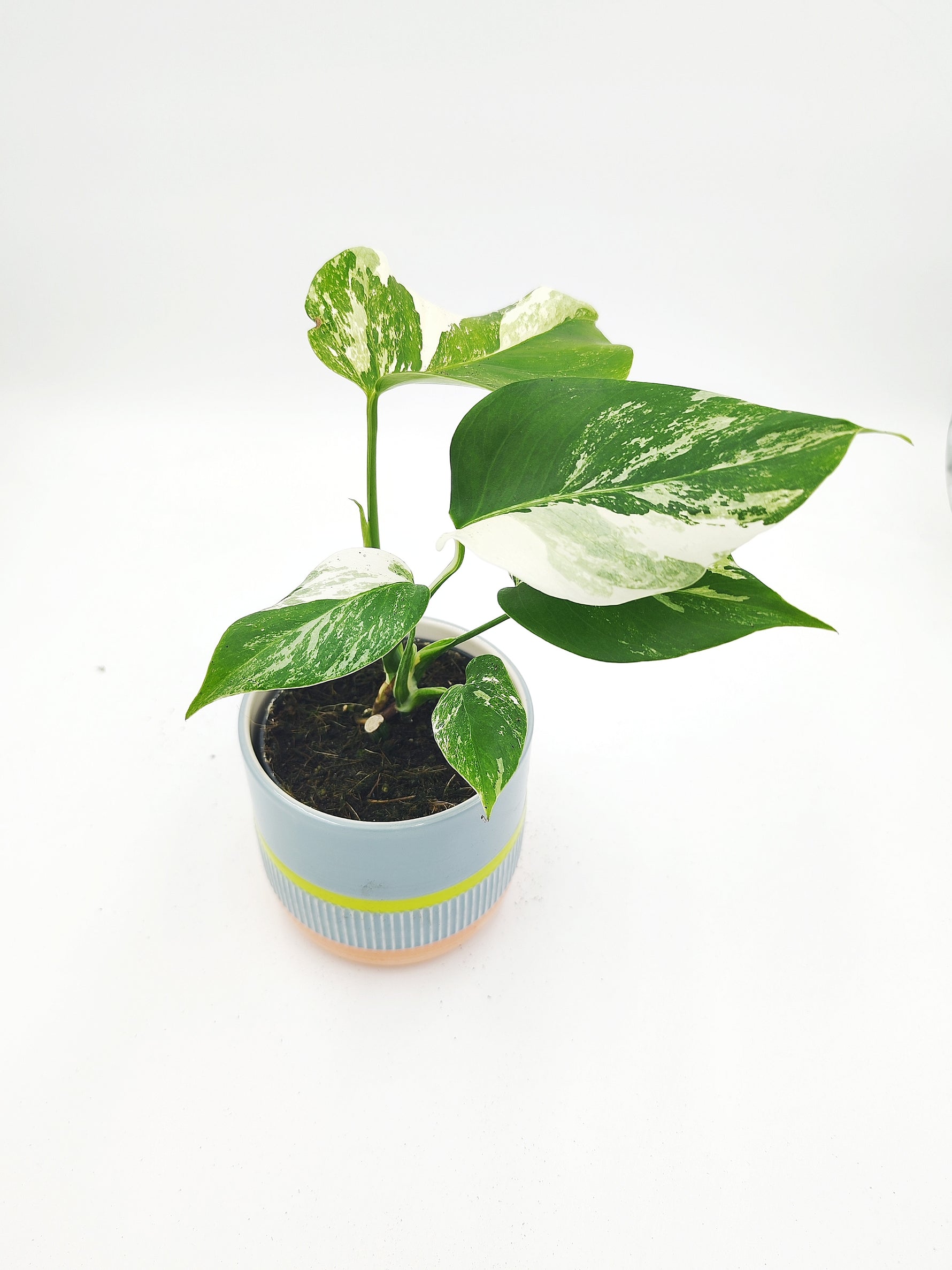Monstera deliciosa variegata - monjungle