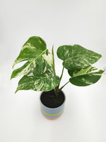 Monstera deliciosa variegata - monjungle