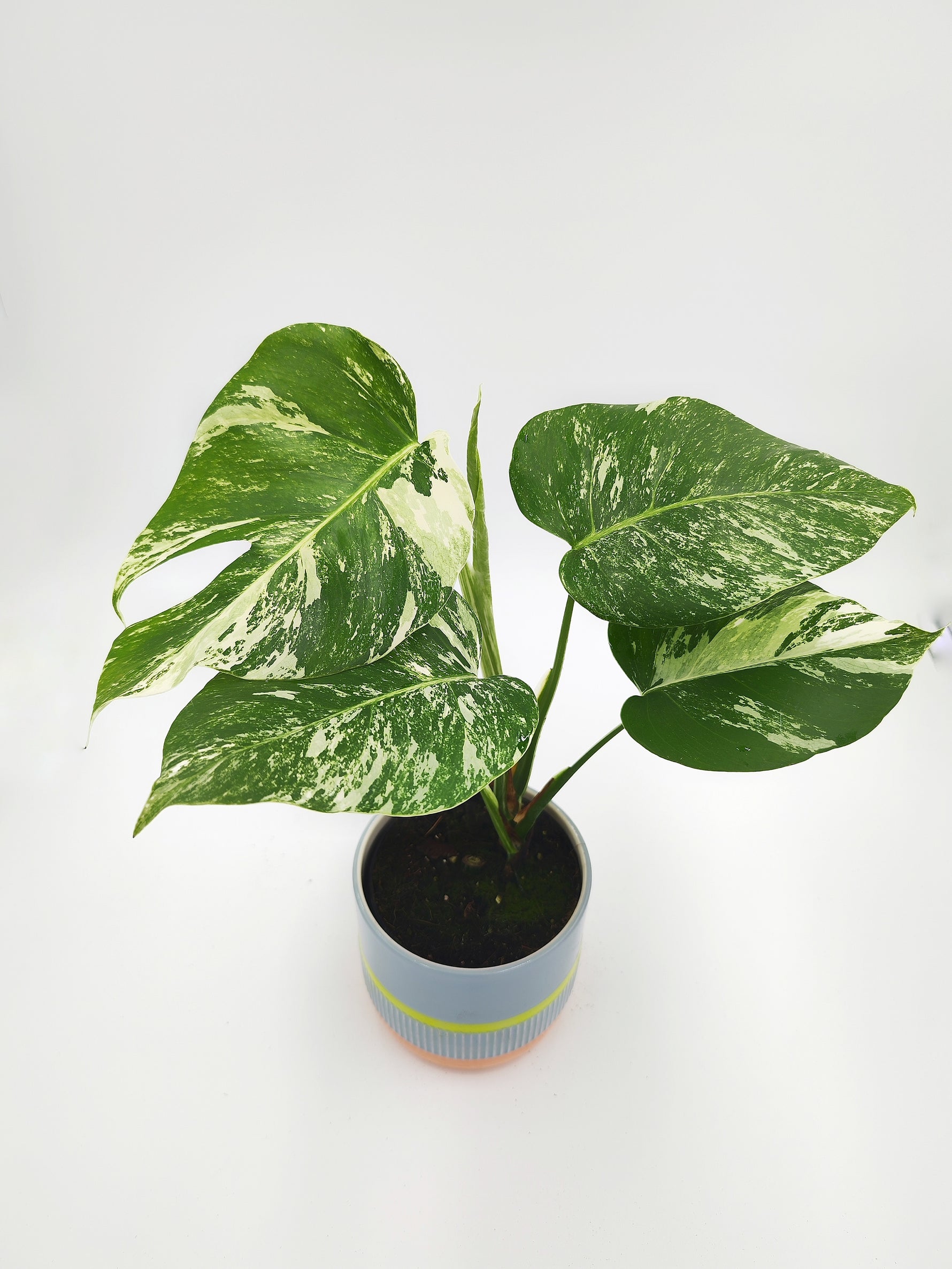 Monstera deliciosa variegata - monjungle