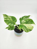 Monstera deliciosa variegata - monjungle