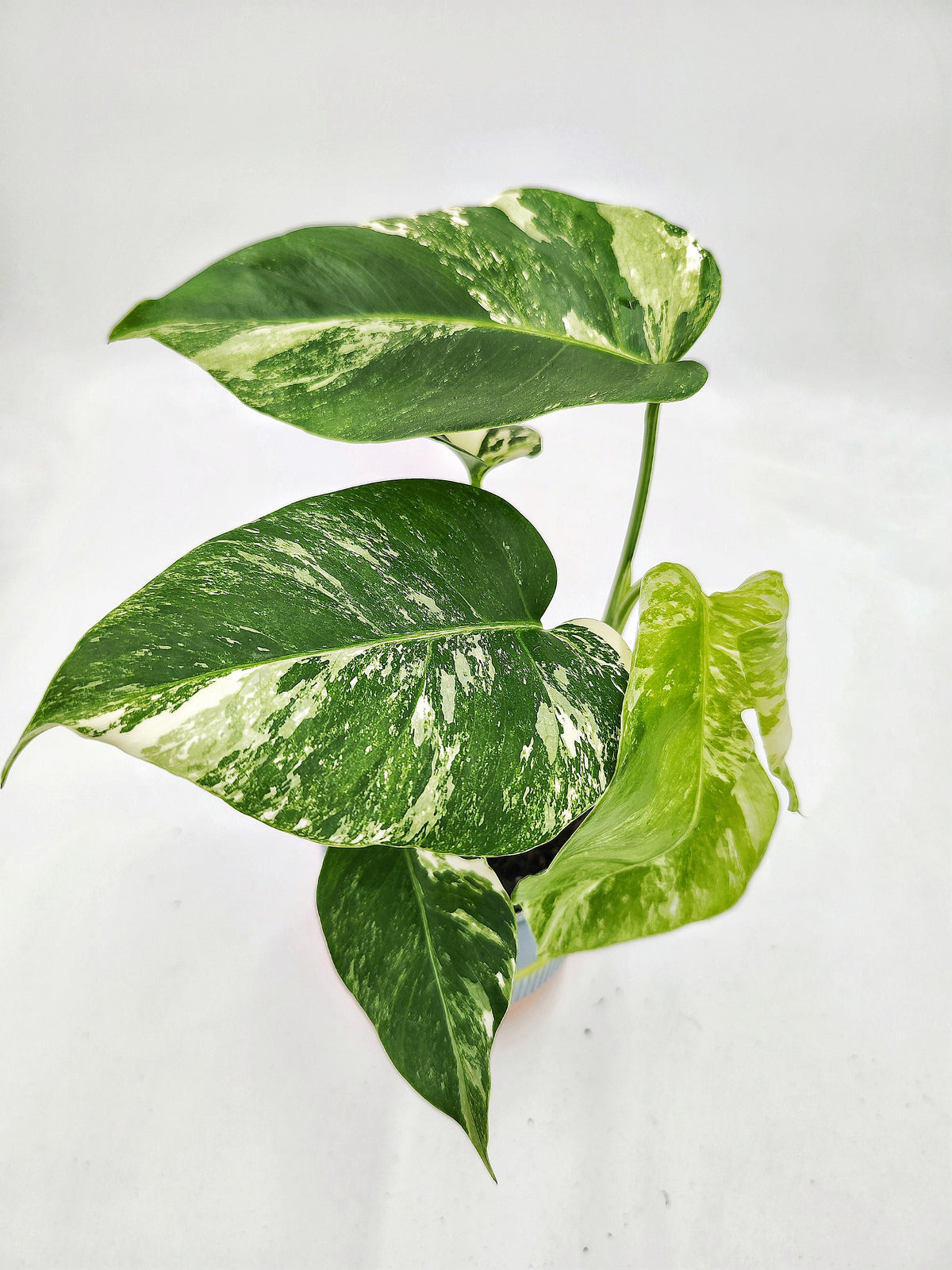 Monstera deliciosa variegata - monjungle