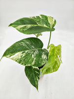 Monstera deliciosa variegata - monjungle