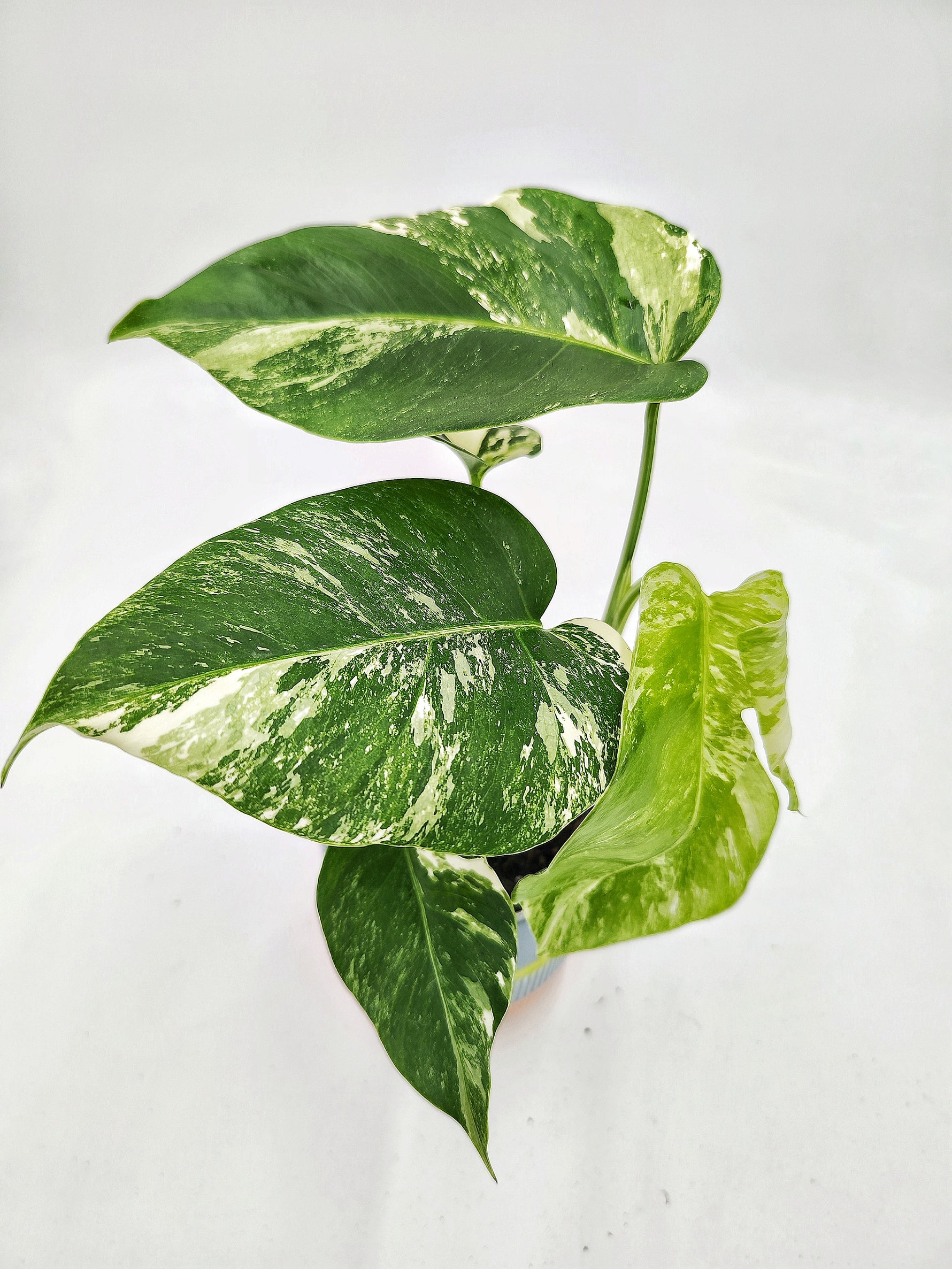 Monstera deliciosa variegata - monjungle