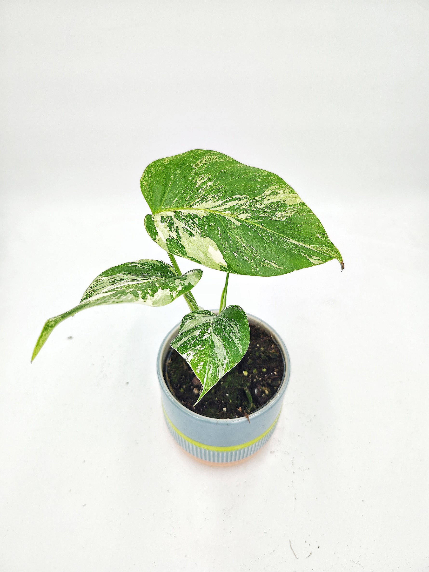 Monstera deliciosa variegata - monjungle