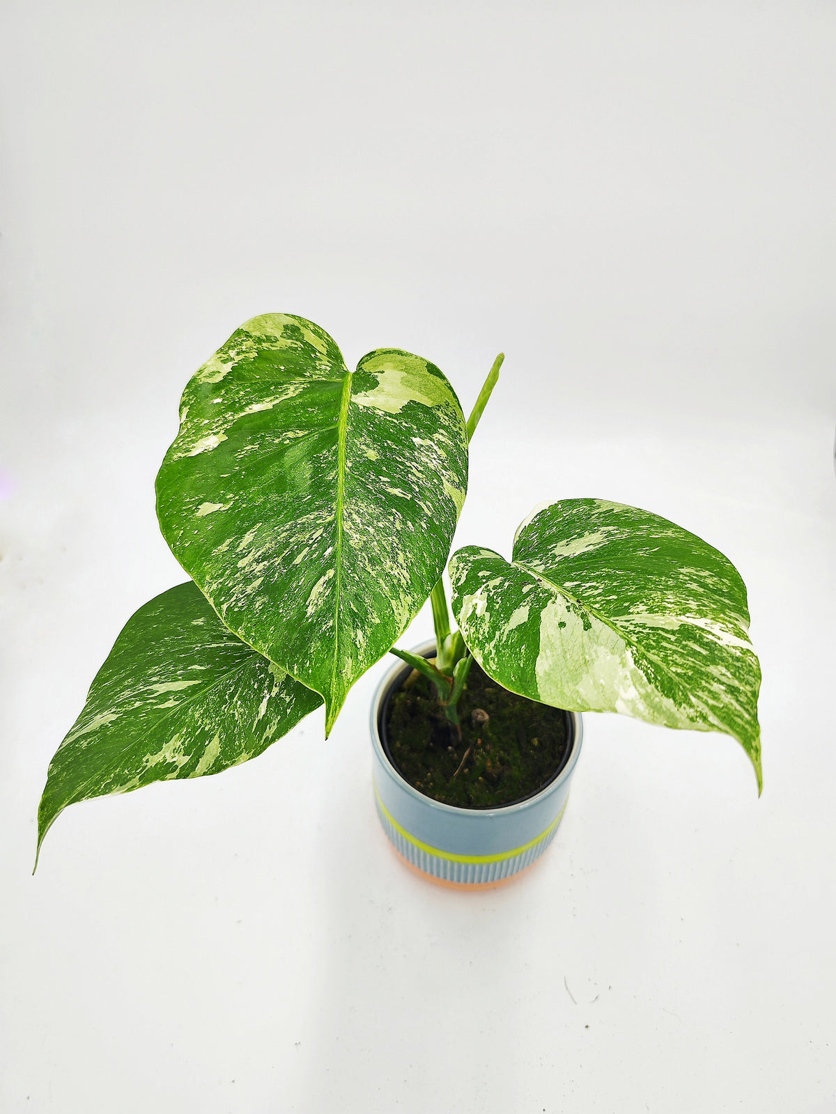 Monstera deliciosa variegata - monjungle