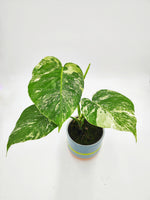 Monstera deliciosa variegata - monjungle