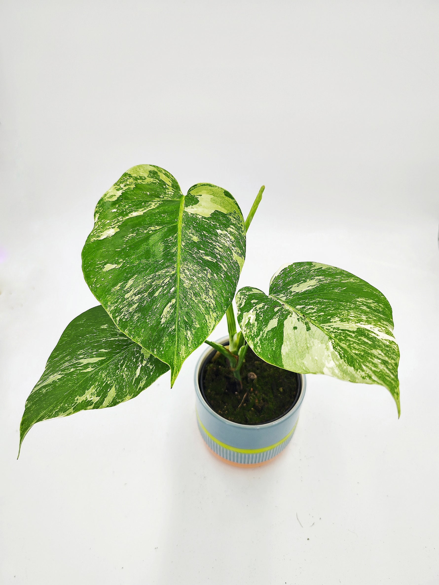 Monstera deliciosa variegata - monjungle