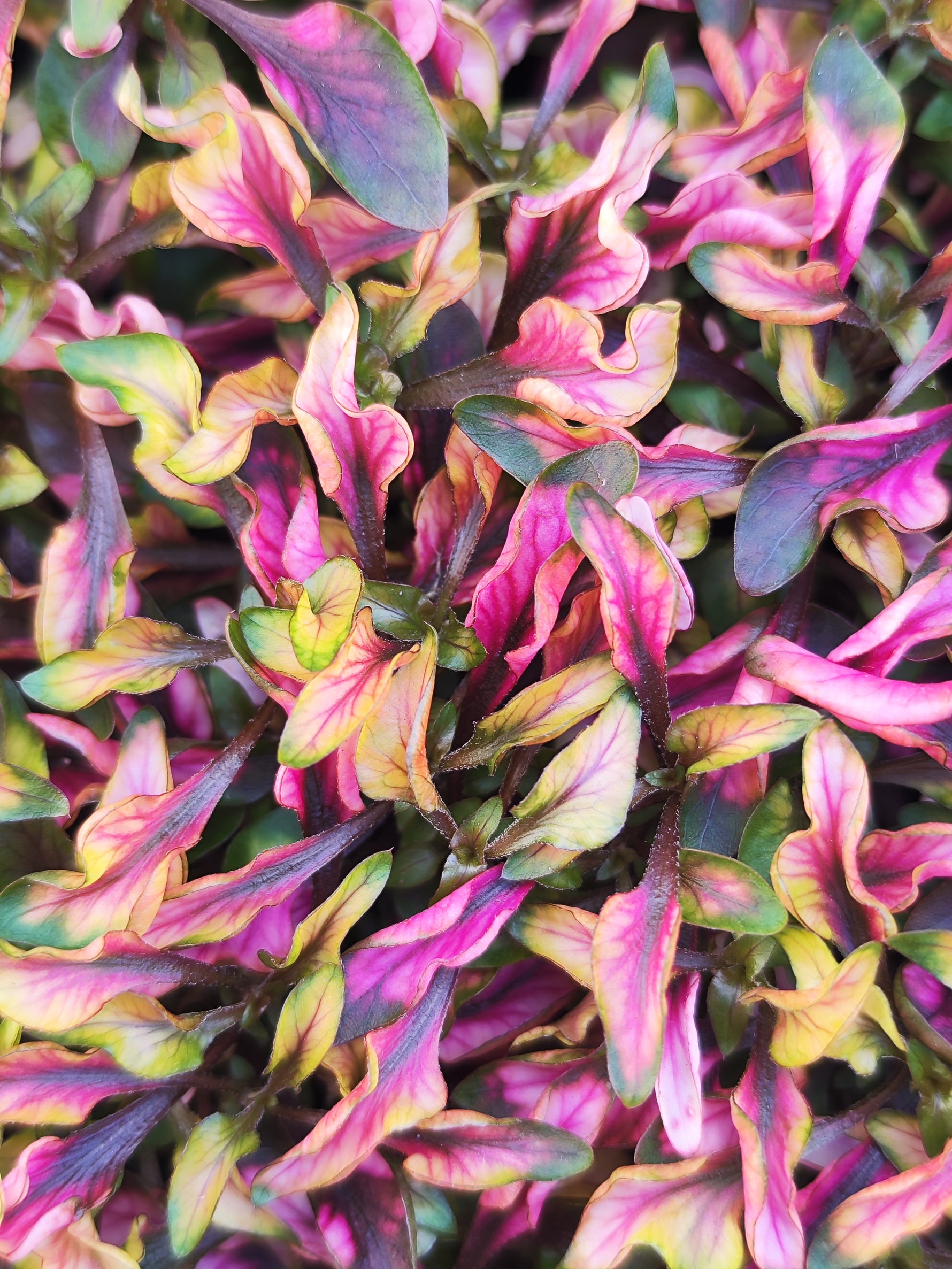 Alternanthera dentata - monjungle