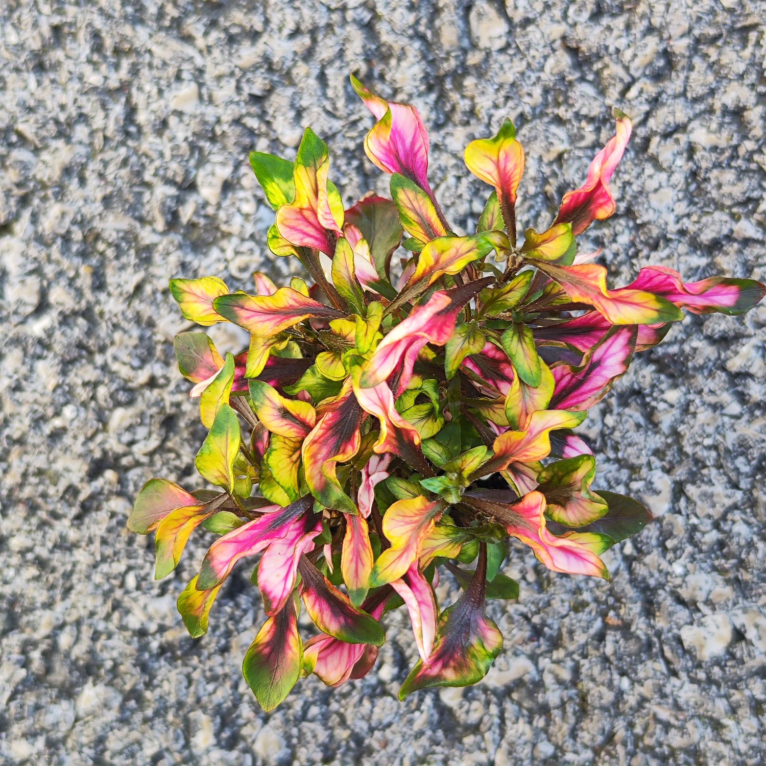 Alternanthera dentata - monjungle
