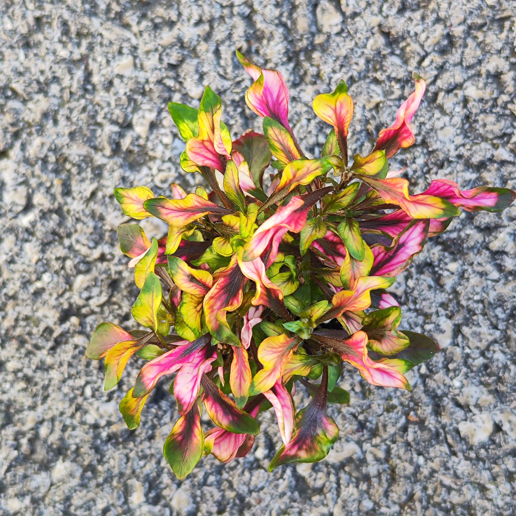 Alternanthera dentata - monjungle