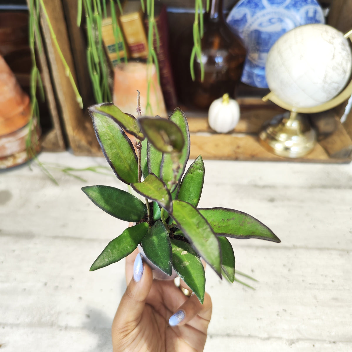 Hoya rosita - monjungle