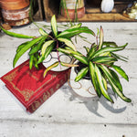 Hoya Wayetii Variegated - monjungle