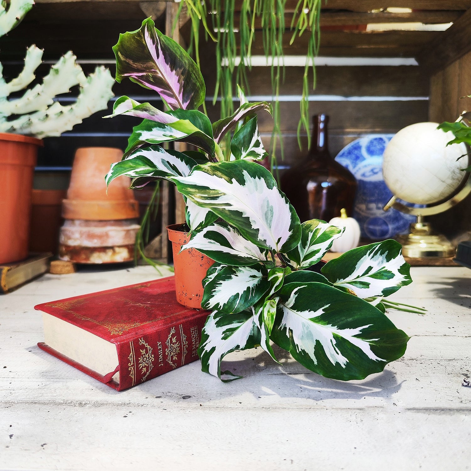 Calathea Stella - monjungle