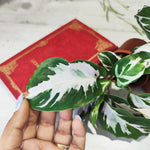 Calathea Stella - monjungle