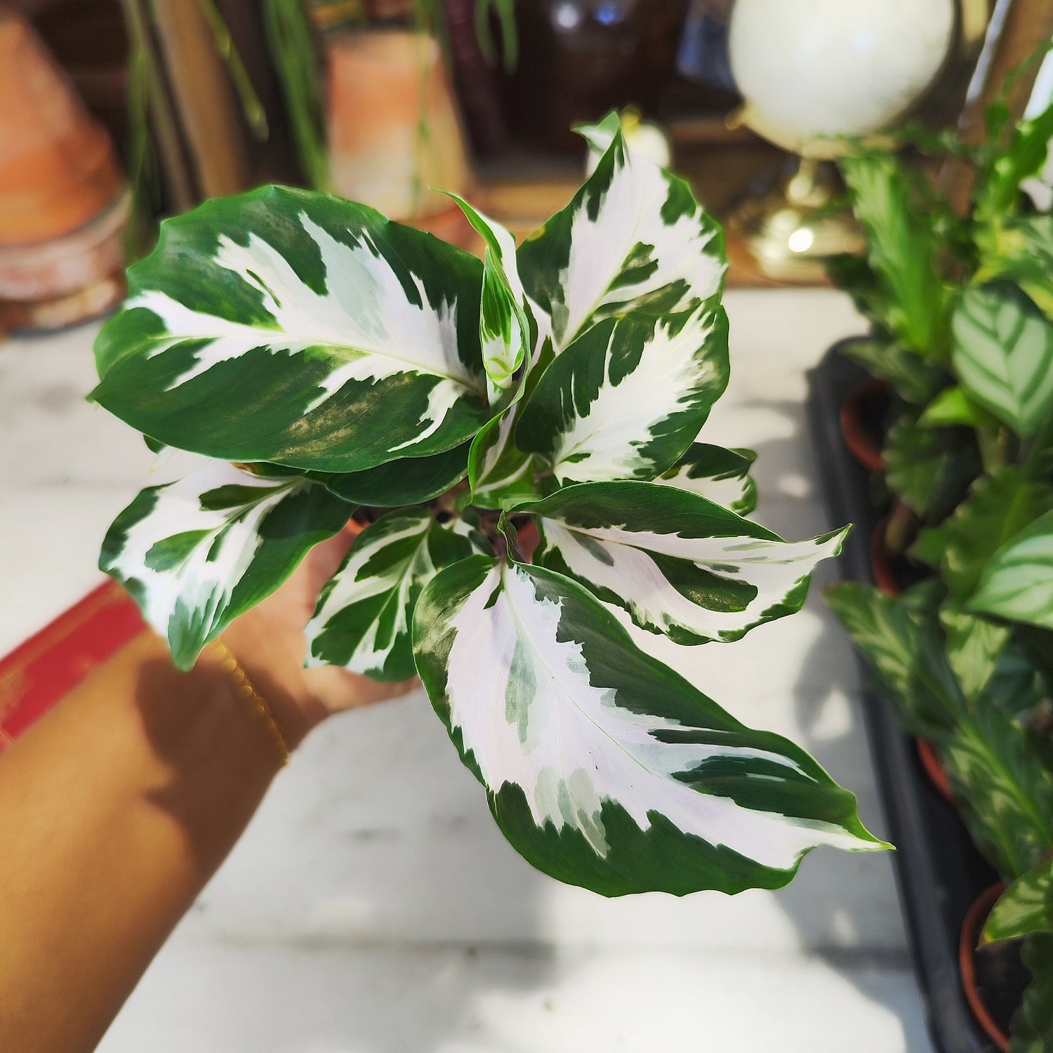 Calathea Stella - monjungle
