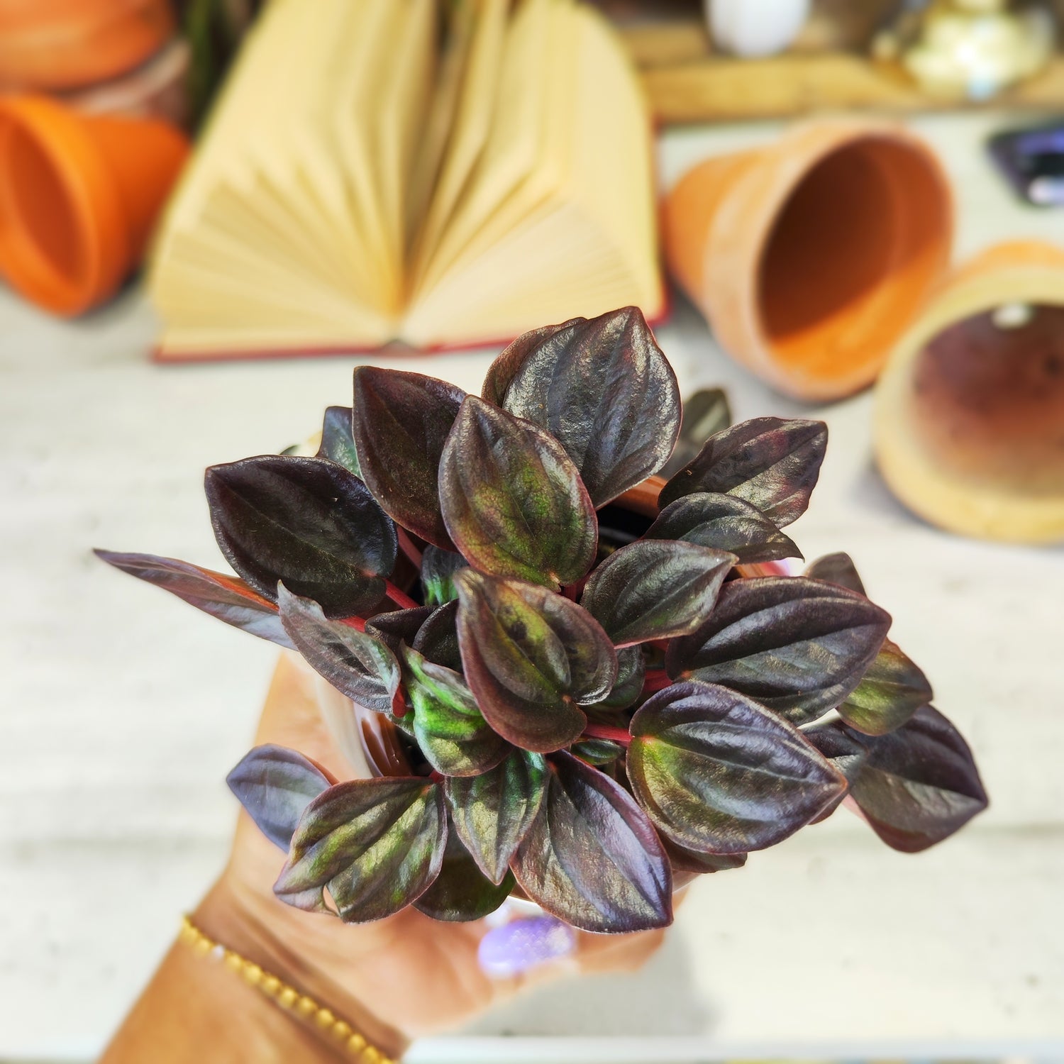 Peperomia Aruba - monjungle
