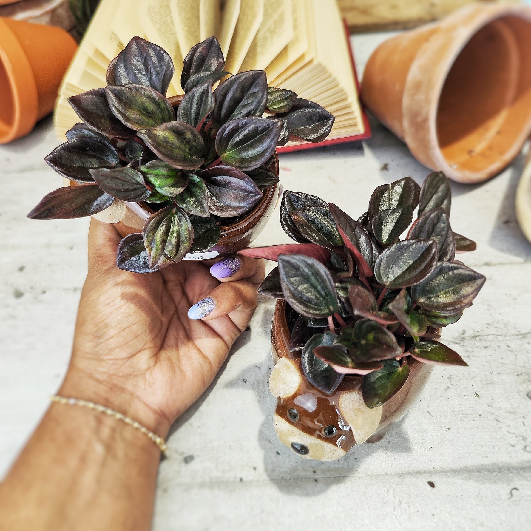 Peperomia Aruba - monjungle