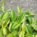 Tradescantia sillamontana variegata - monjungle