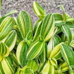 Tradescantia sillamontana variegata - monjungle