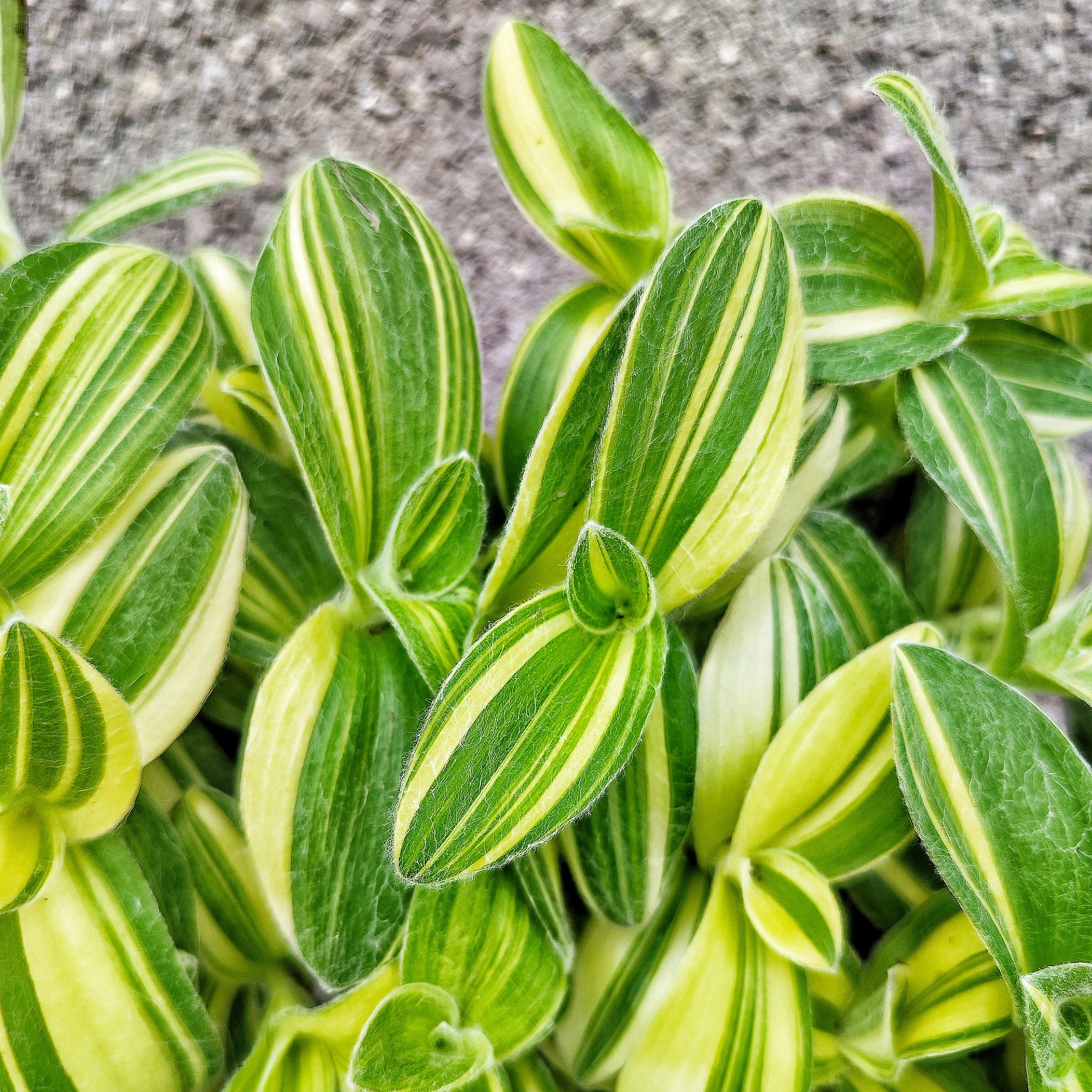 Tradescantia sillamontana variegata - monjungle