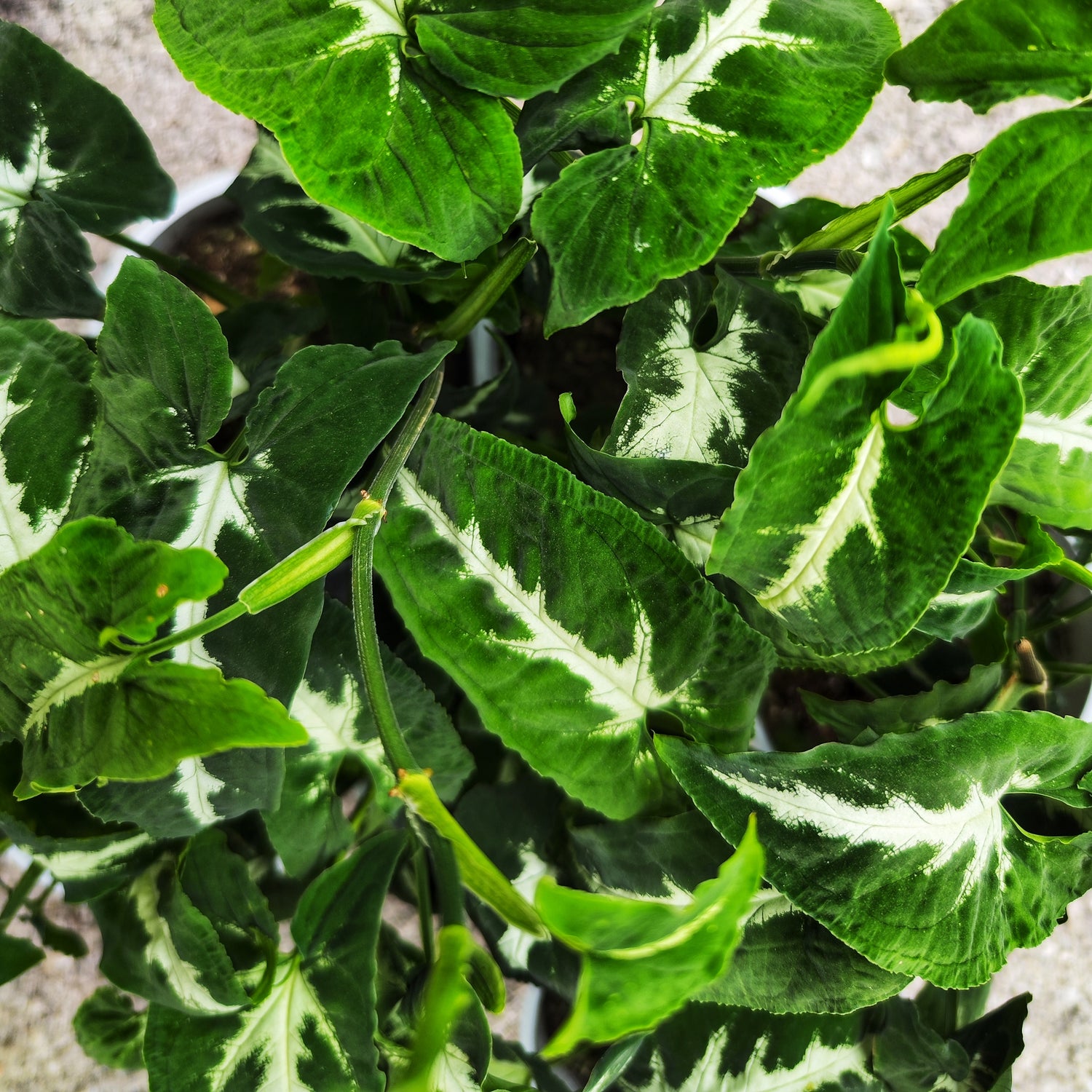 Syngonium Wendlandii