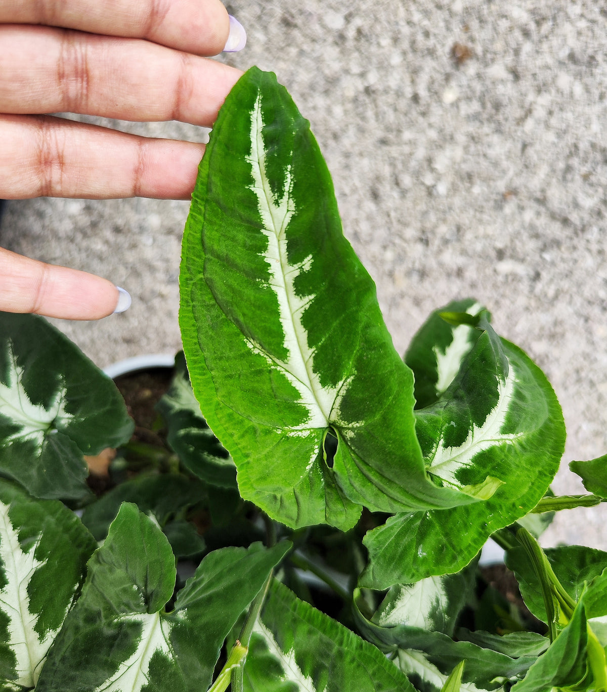 Syngonium Wendlandii - monjungle