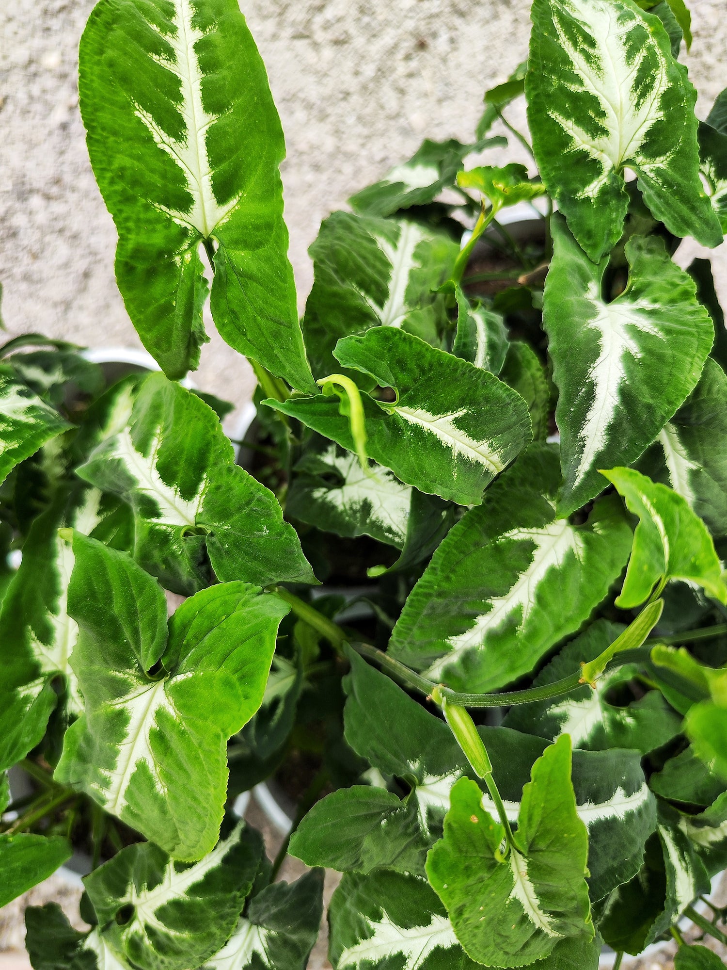Syngonium Wendlandii