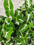 Syngonium Wendlandii