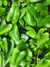 Hemionitis arifolia – La fougère Cœur d’Ange
