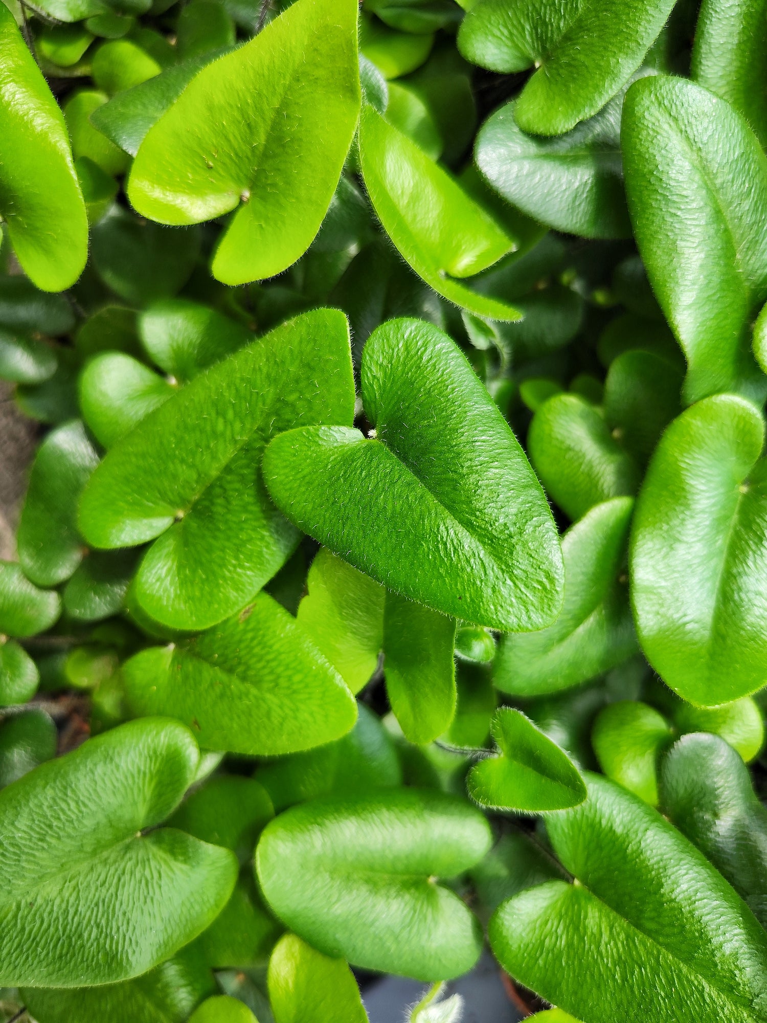Hemionitis arifolia – La fougère Cœur d’Ange