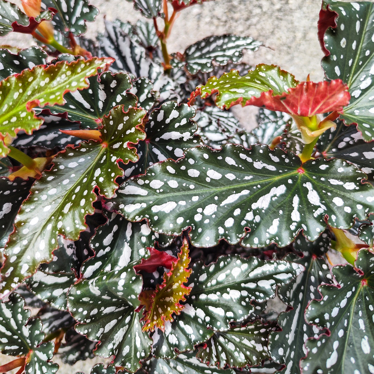 Begonia maculata Spotlight DARK - monjungle
