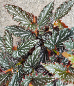 Begonia maculata Spotlight DARK