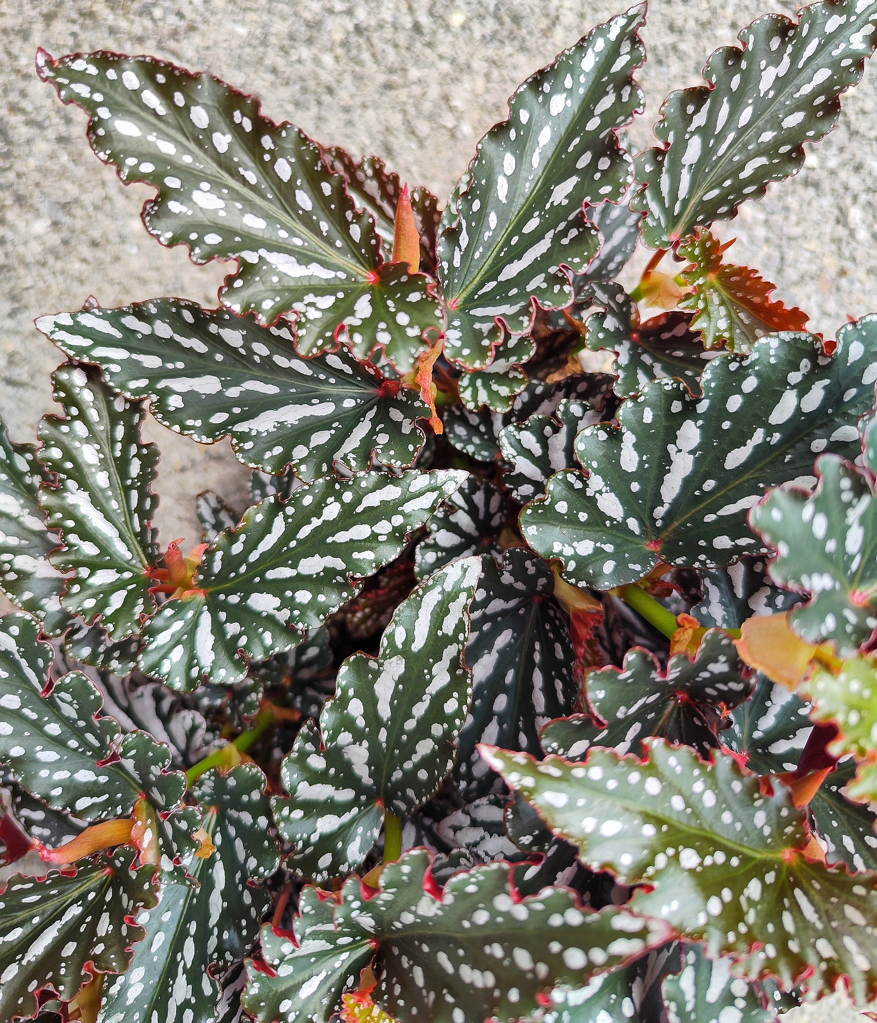 Begonia maculata Spotlight DARK