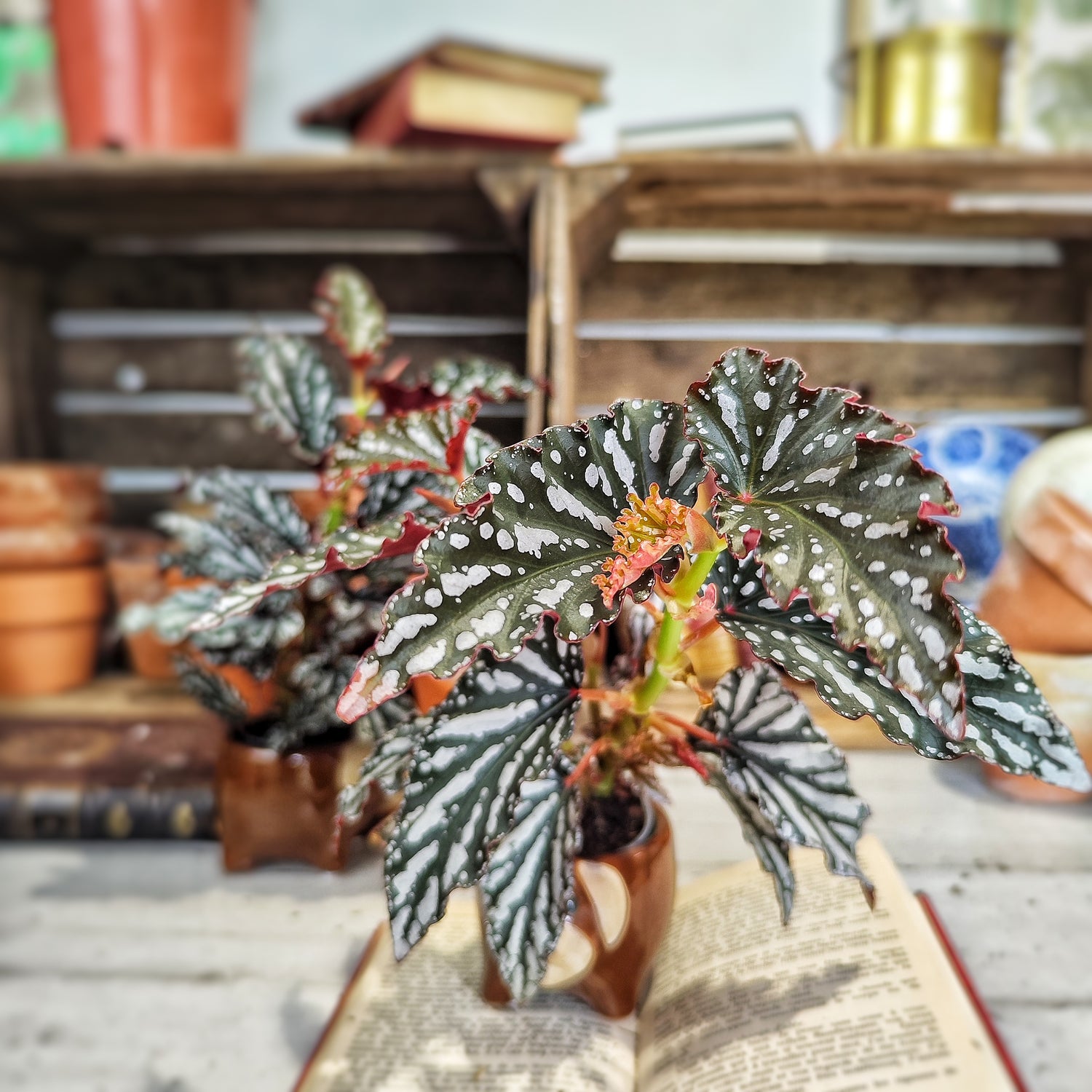 Begonia maculata Spotlight DARK