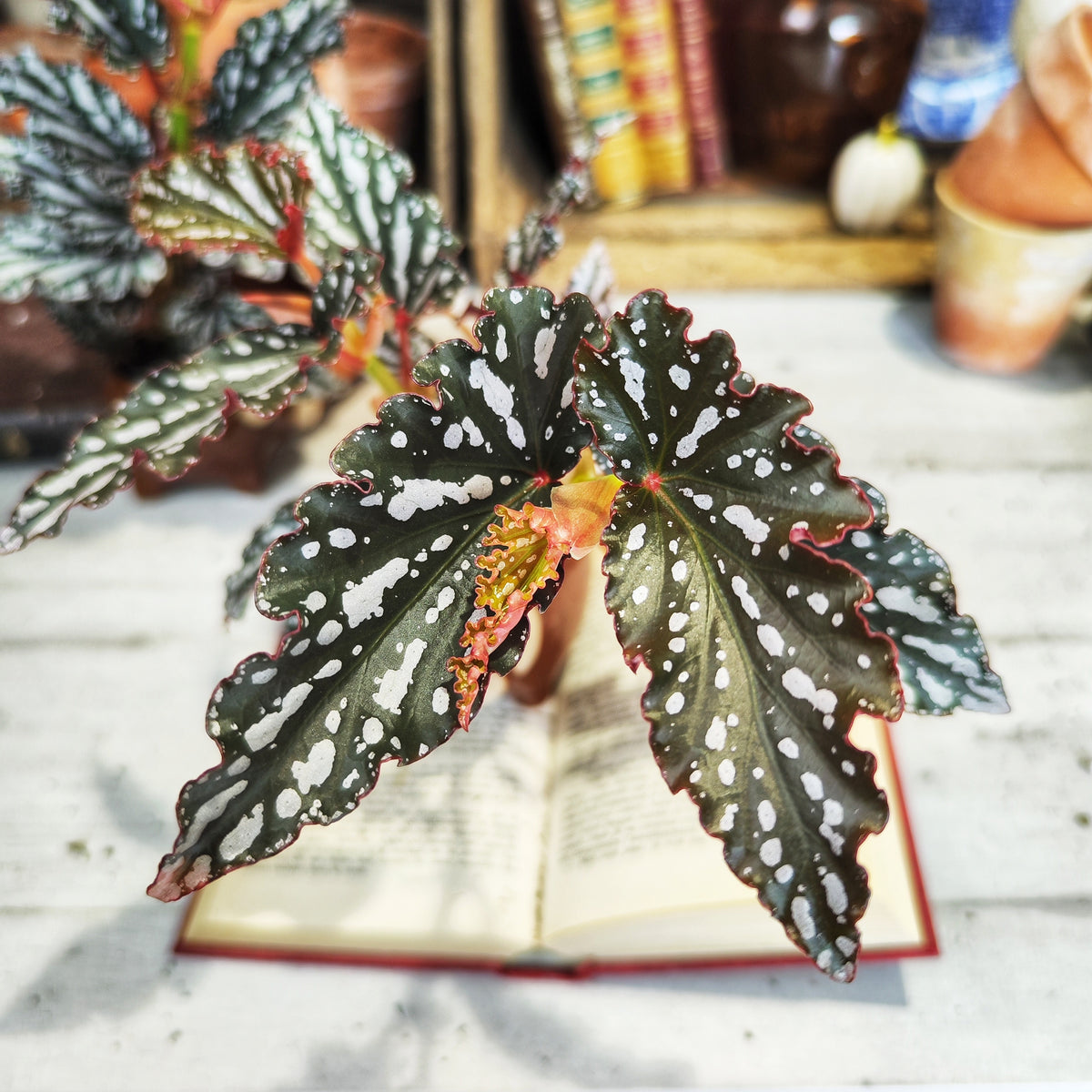Begonia maculata Spotlight DARK - monjungle