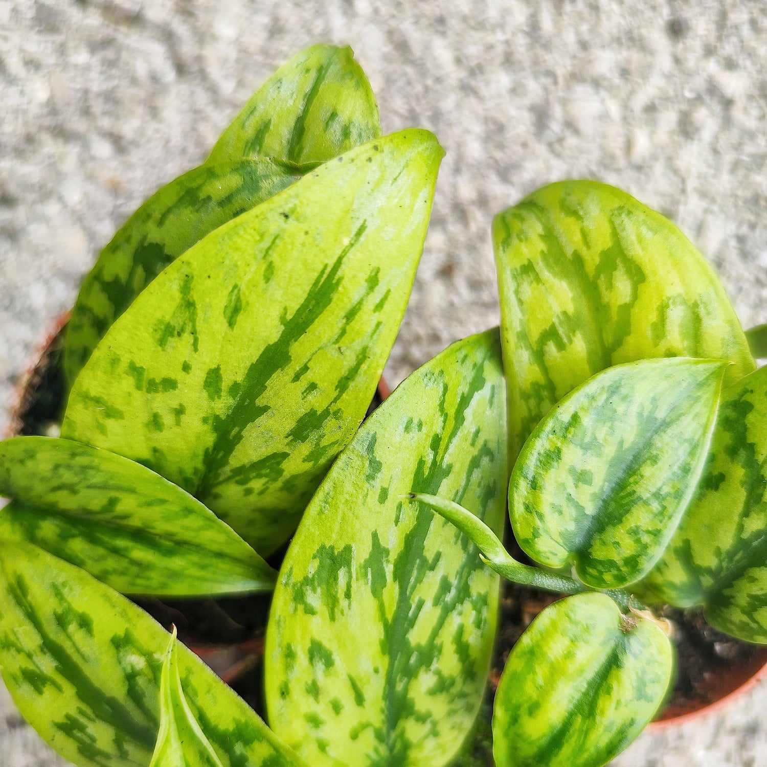 Scindapsus Green Army