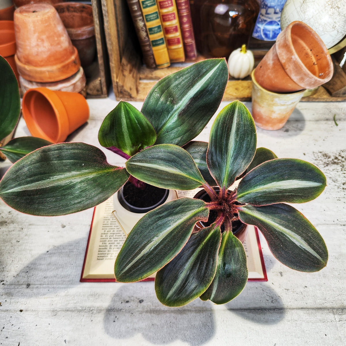Tradescantia Siderasis Fuscata - monjungle