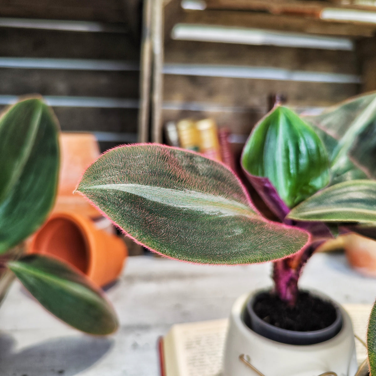 Tradescantia Siderasis Fuscata - monjungle