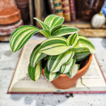 Tradescantia sillamontana variegata - monjungle