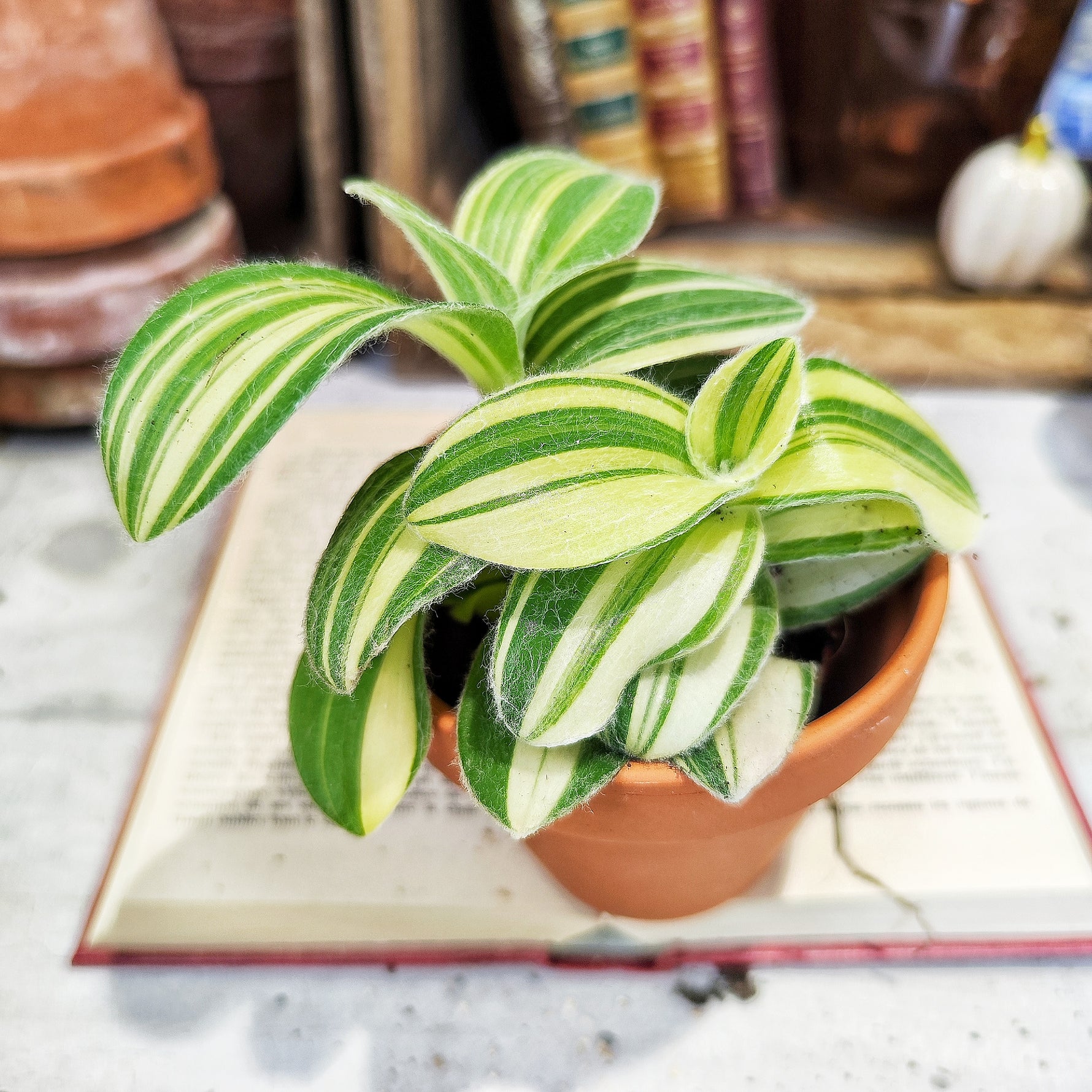 Tradescantia sillamontana variegata - monjungle