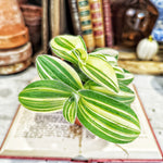 Tradescantia sillamontana variegata - monjungle