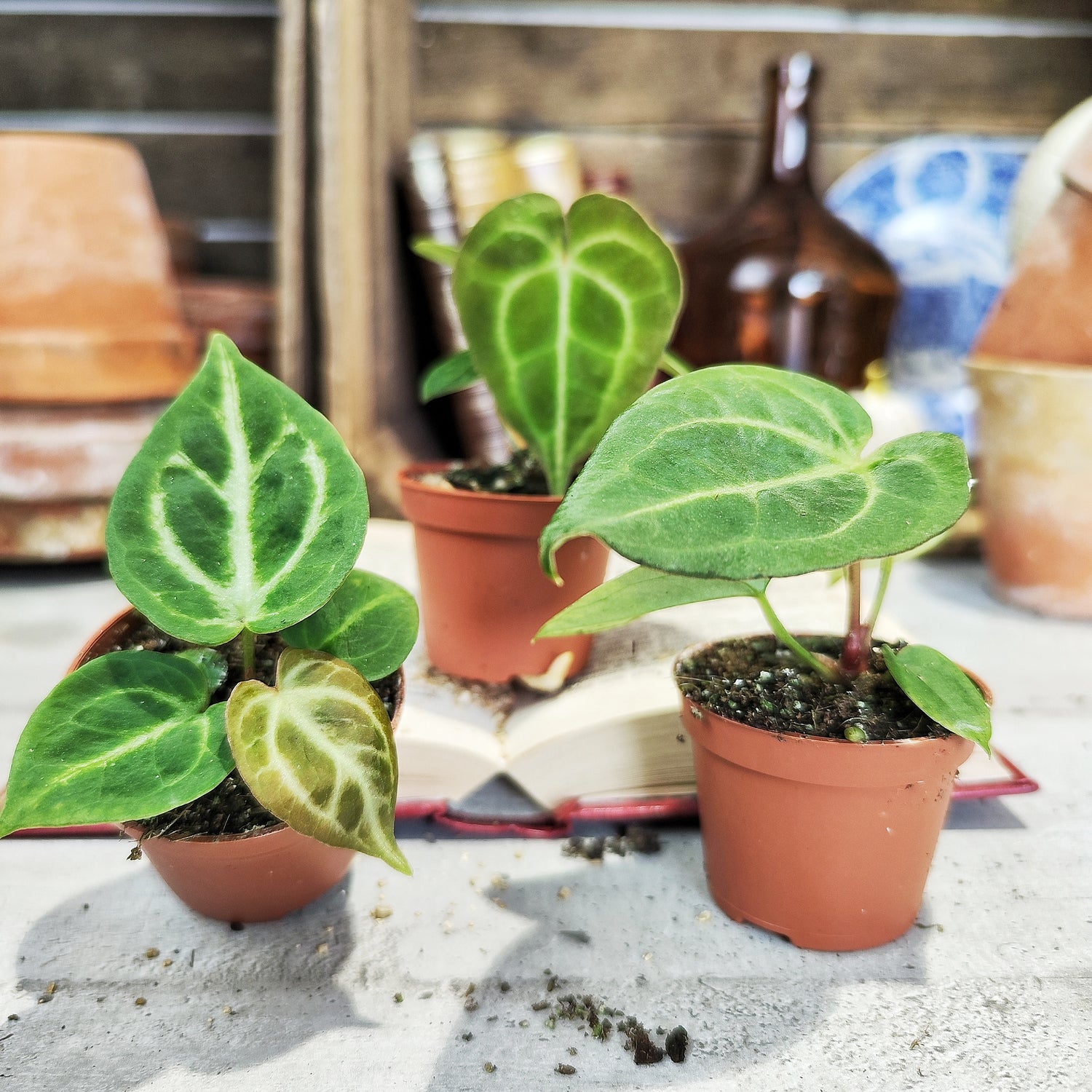 Lot d’Anthuriums Clarinervium, Silver Blush & Crystallinum