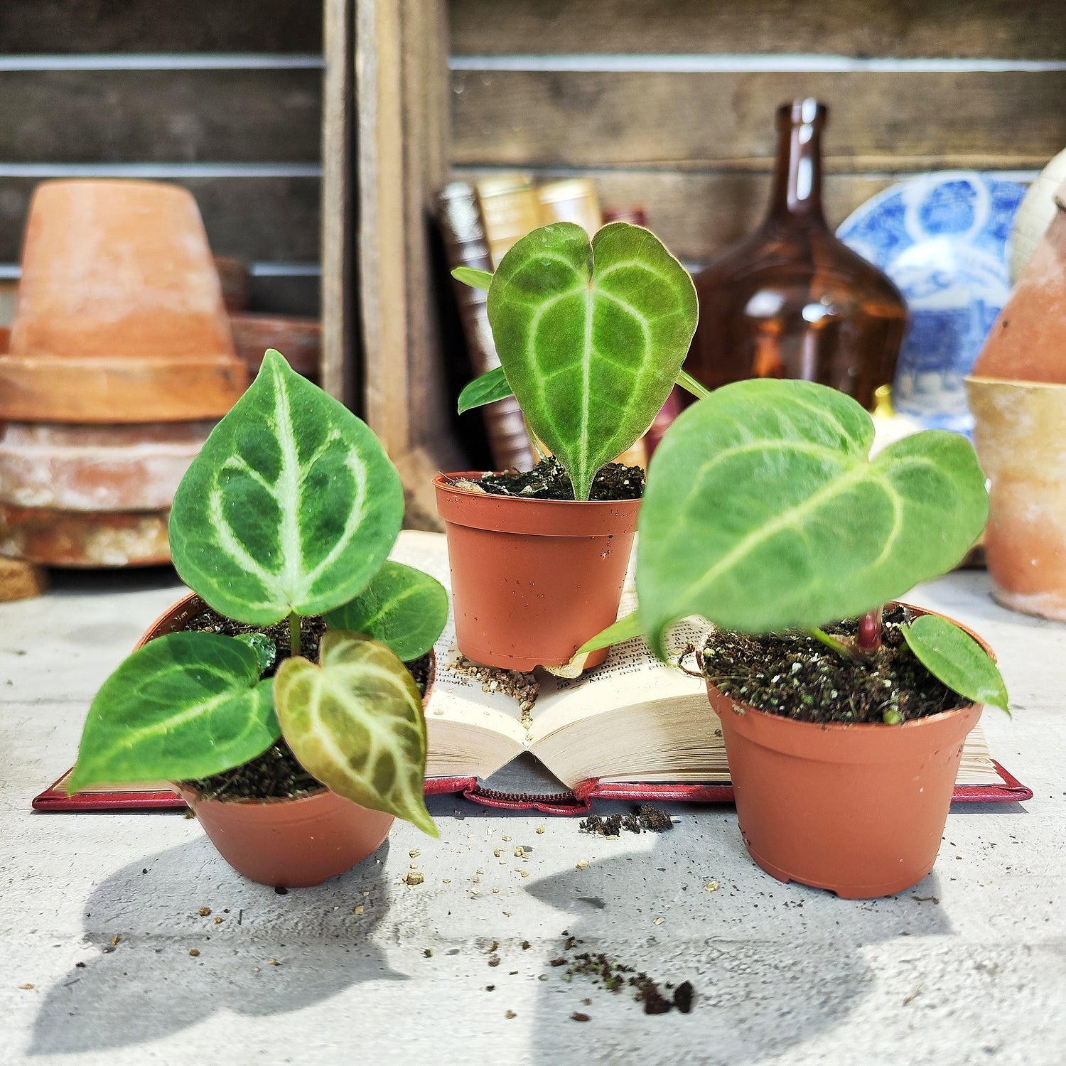 Lot d’Anthuriums Clarinervium, Silver Blush & Crystallinum