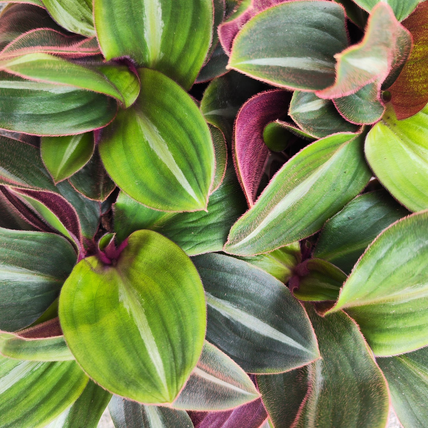 Tradescantia Siderasis Fuscata