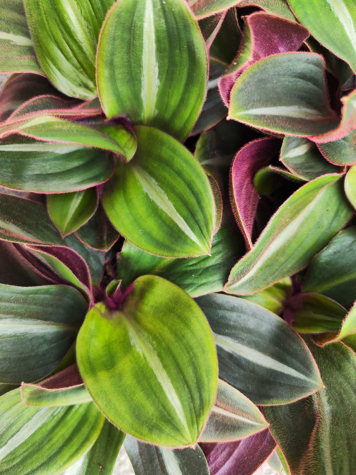 Tradescantia Siderasis Fuscata - monjungle