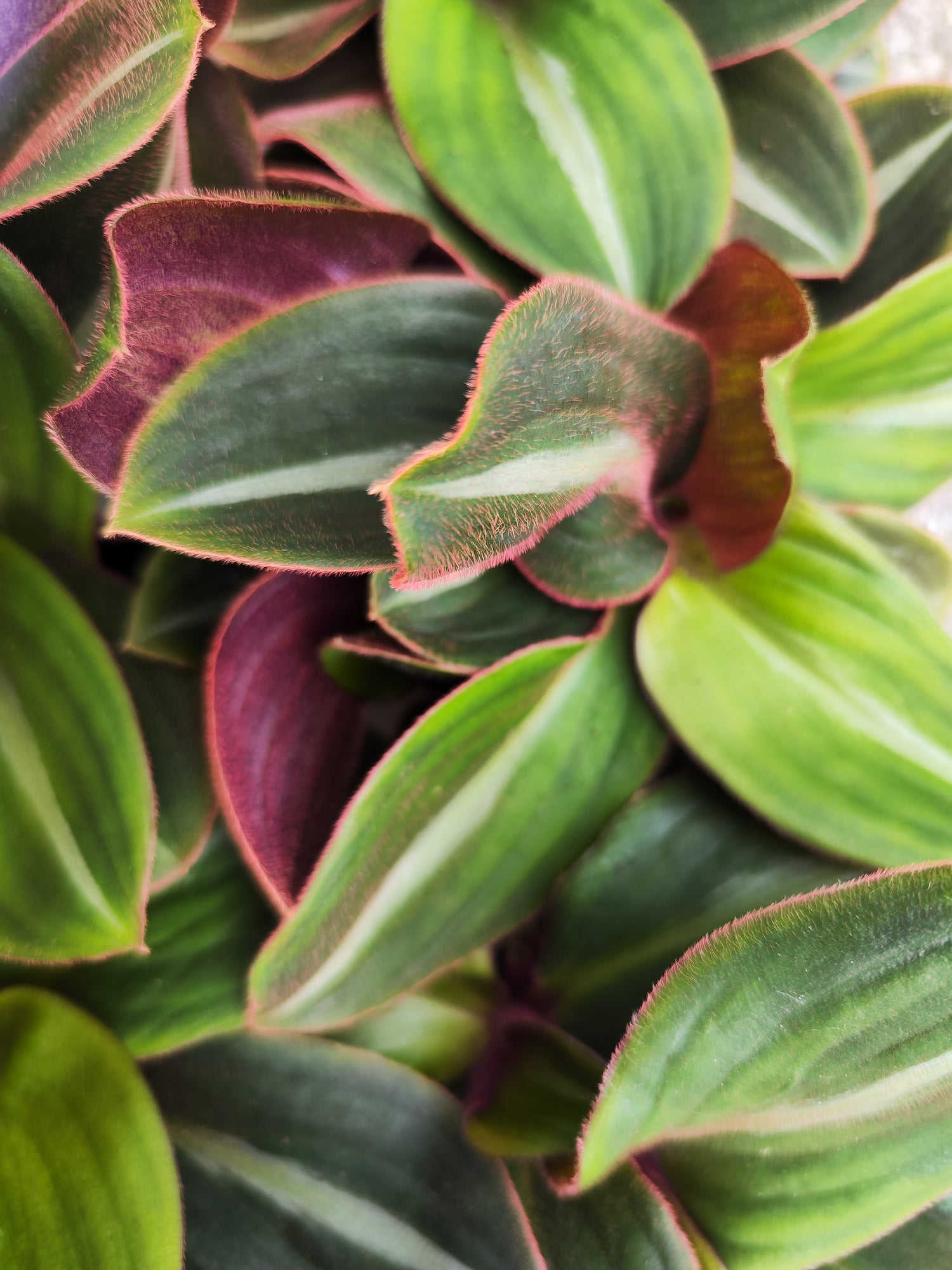 Tradescantia Siderasis Fuscata
