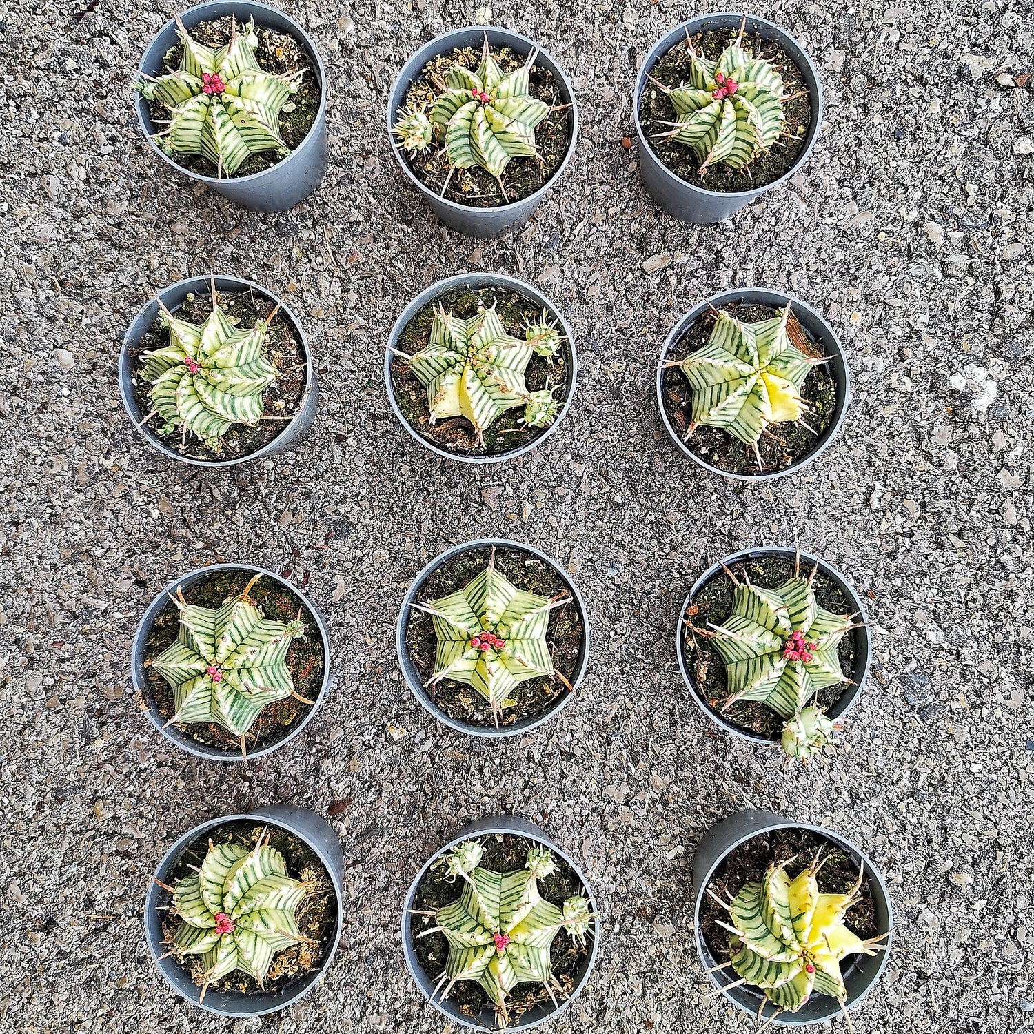 Euphorbia Meloformis Variegated