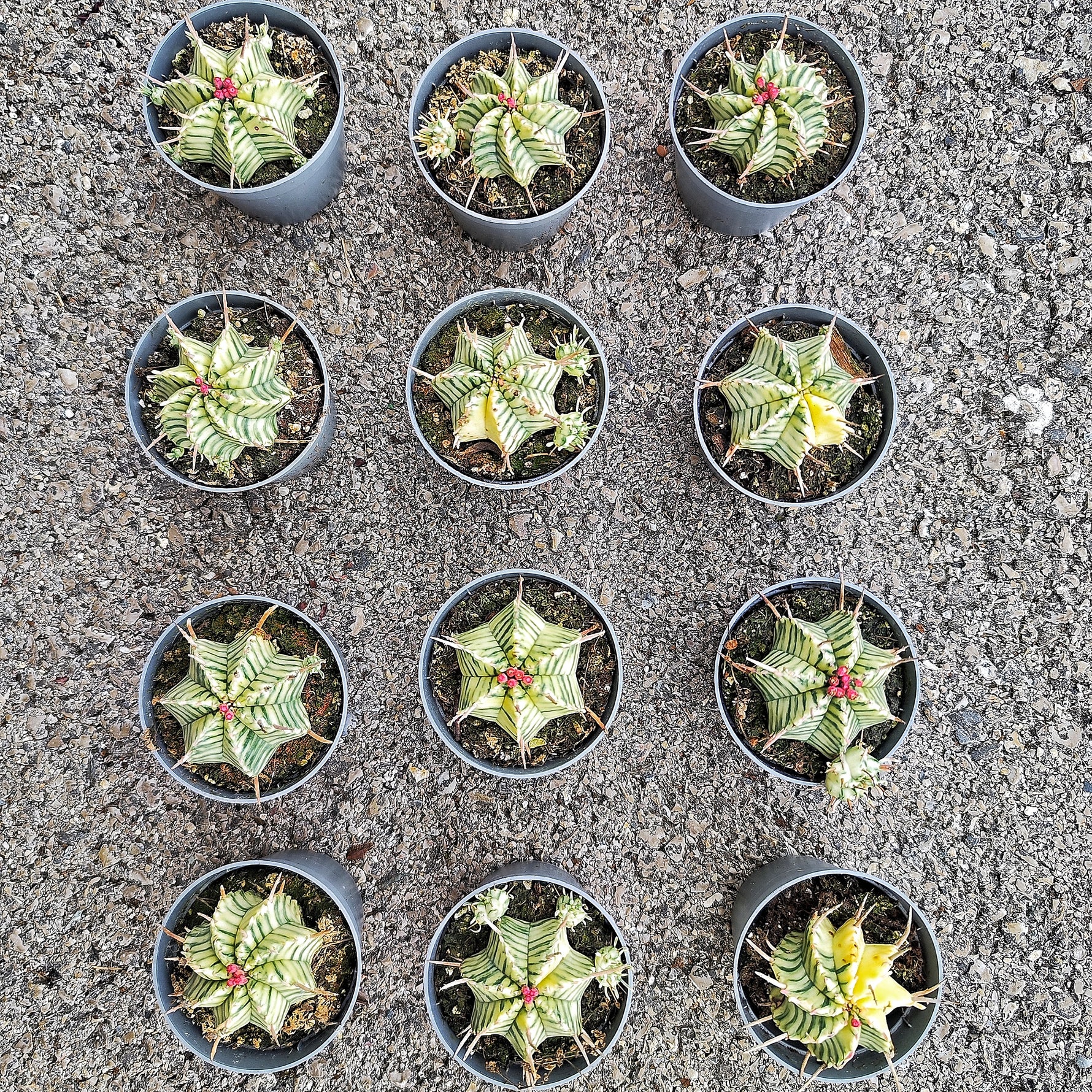 Euphorbia Meloformis Variegated - monjungle