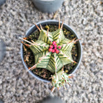 Euphorbia Meloformis Variegated - monjungle